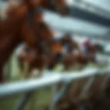 Weather patterns affecting horse racing